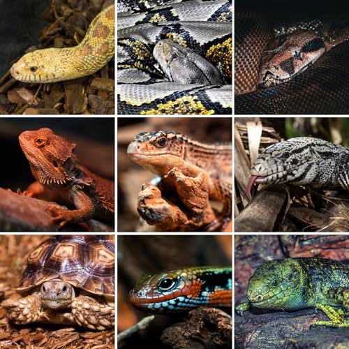 REPTI ZOO 34 Gallon PVC Reptile Terrarium, 24x18x18” Leopard Gecko Tanks with Glass Sliding Door & Top Screen Ventilation, Reptile Enclosure for Bearded Dragon Hermit Crab
