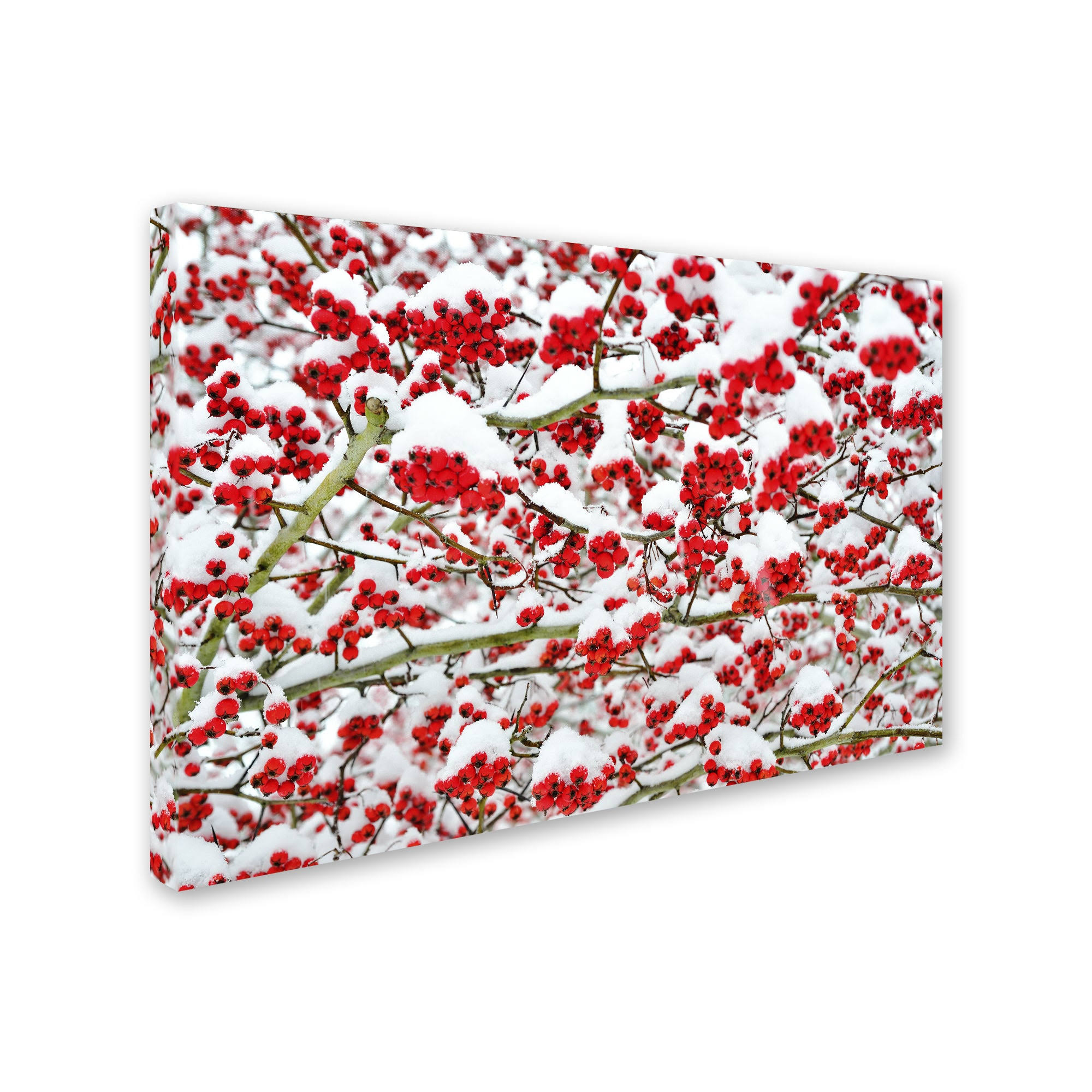 Trademark Global Kurt Shaffer 'Winter Berries in The Snow' Canvas Art
