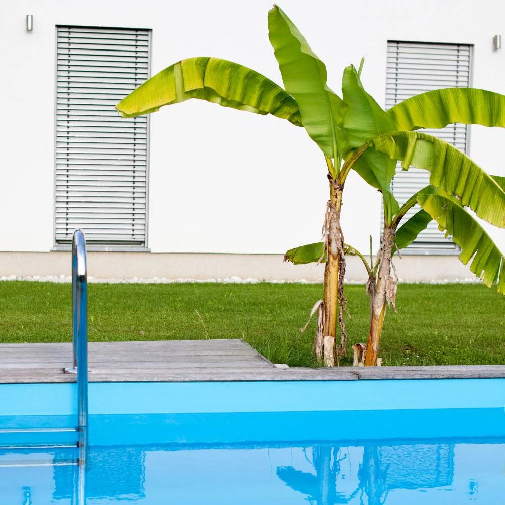 Brighter Blooms - Dwarf Cavendish Banana Tree, 1 Gal. - No Shipping To AZ