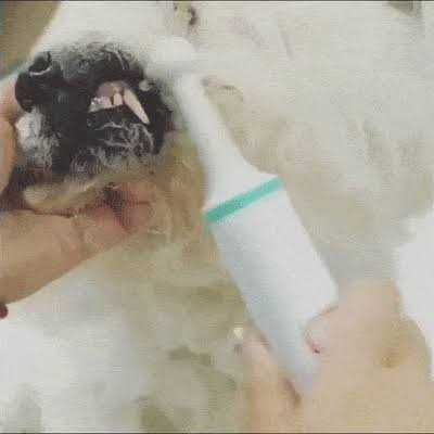 PupsDream Electric Toothbrush for Dogs with Specialized Brush Heads Colour - Pet Supplies online store
