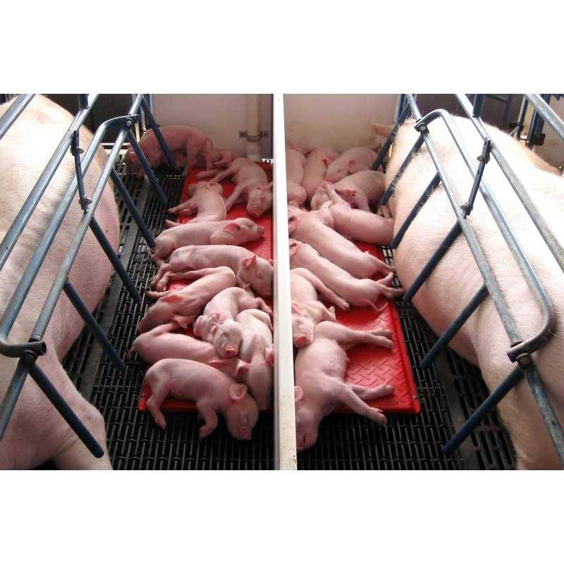 Kane Baby Pig Heat Mat - Pet Supplies online store
