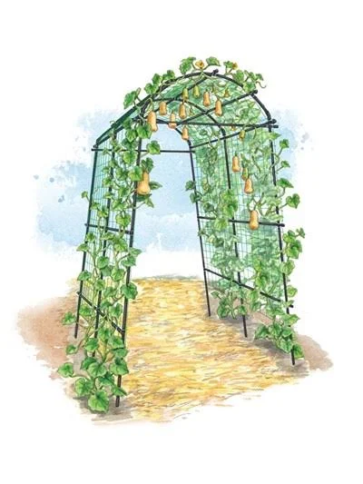 Extra Tall Titan Squash Tunnel, Lightweight Metal Garden Trellis for Vegetables and Flowers - Gardener&s Supply Company