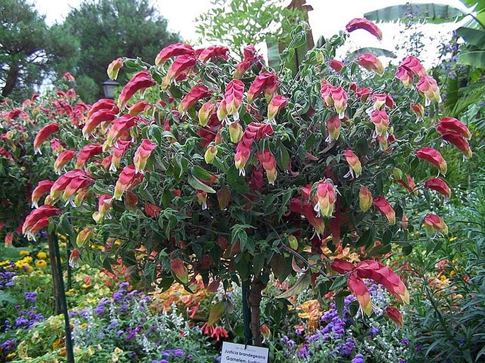 Shrimp Tree - Live Plant in a 10 Inch Growers Pot - Justicia Brandegeeana - Rare and Exotic Ornamental Flowering Tree