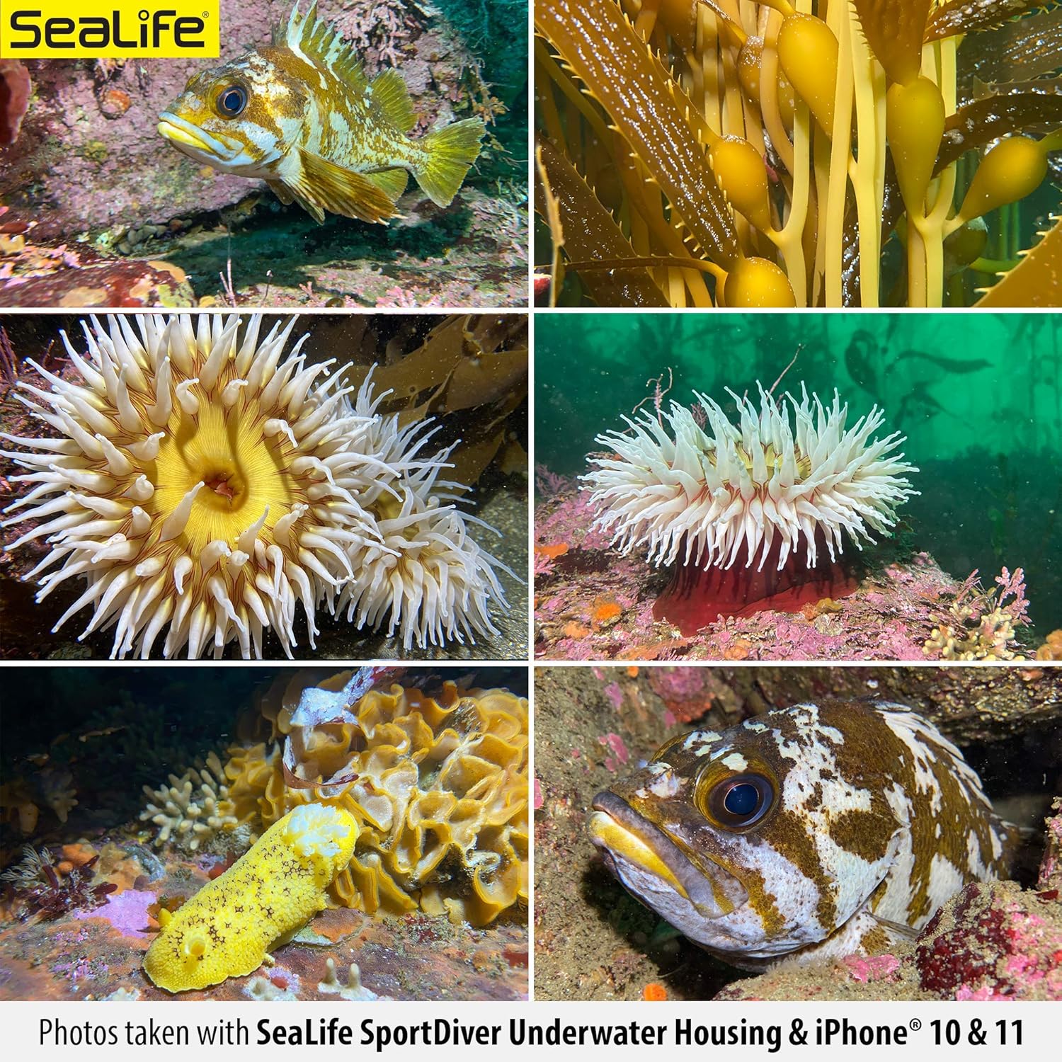 Underwater Smartphone SeaLife Scuba Case – Waterproof Photography, Access Camera Controls, Leak Alarms, Black, Without Light