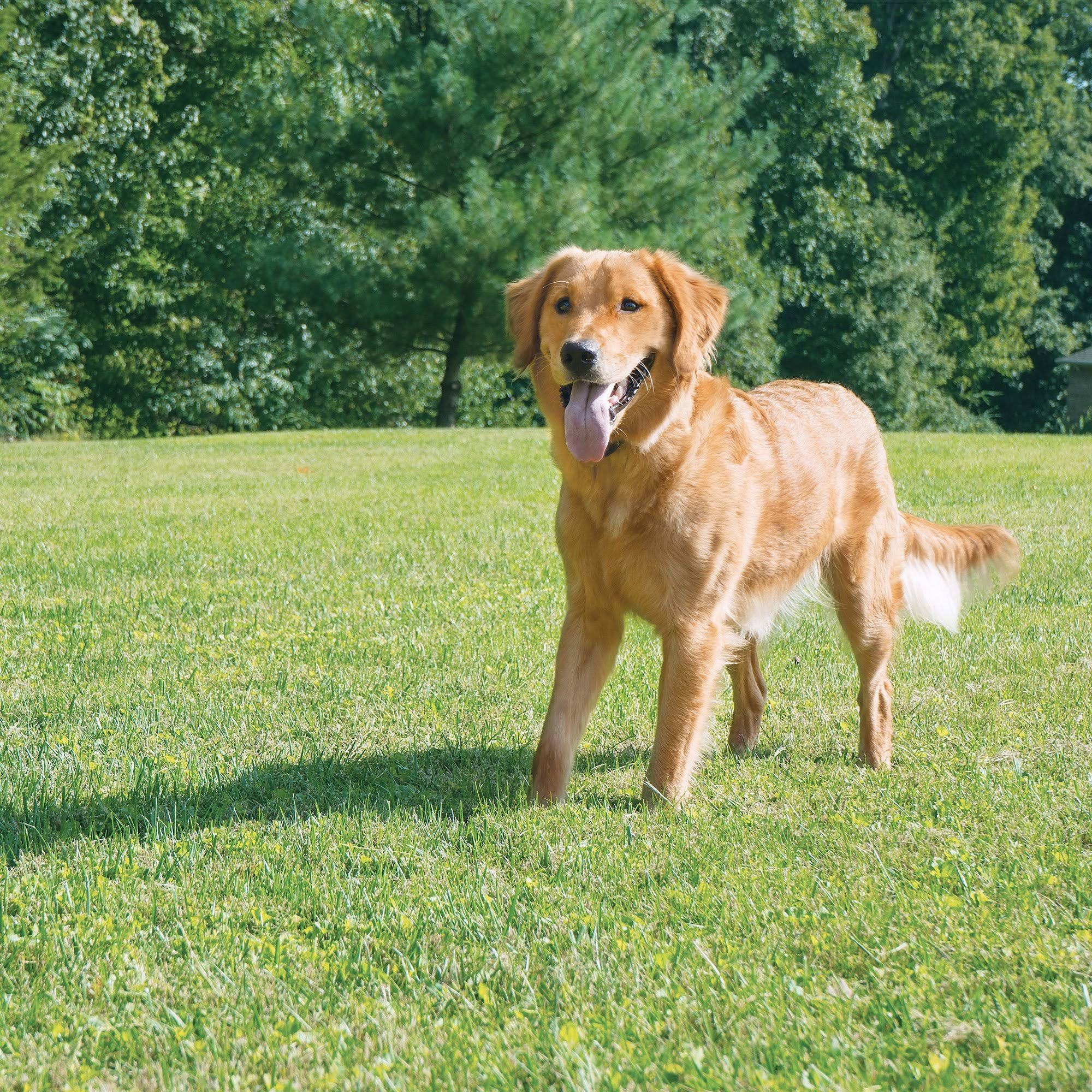 PetSafe Wireless Pet Containment System