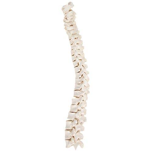 Axis Scientific Complete Disarticulated Human Skeleton Bundle, Includes 3 Part Human Skull, Life Size Bones, Articulated Hand an