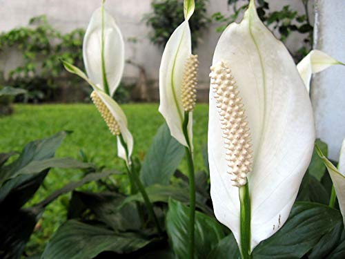 Peace Lily - 5 Live Plants in 6 Inch Pots - Spathiphyllum - Air Cleaning Indoor Houseplant