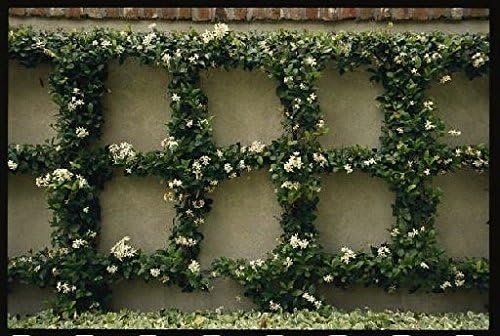 Jasmine Confederate - 15 Live Plants - Fragrant Easy to Grow Vine Showy Blooms