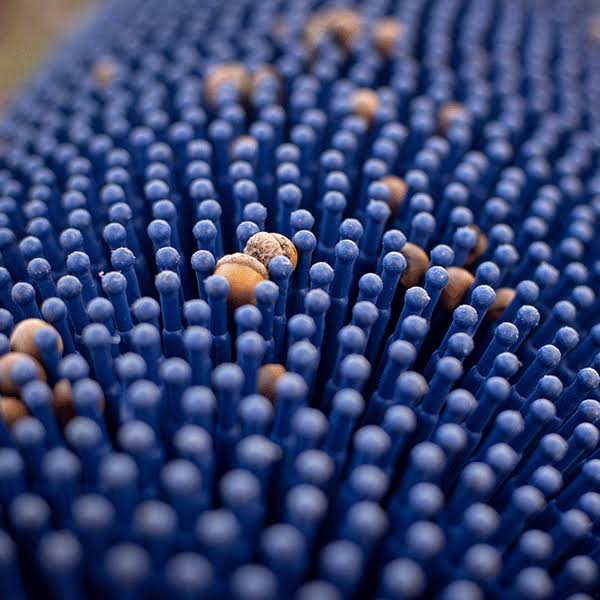 Bag-A-Nut Small Acorn Picker Upper - 36x22 Push Collector