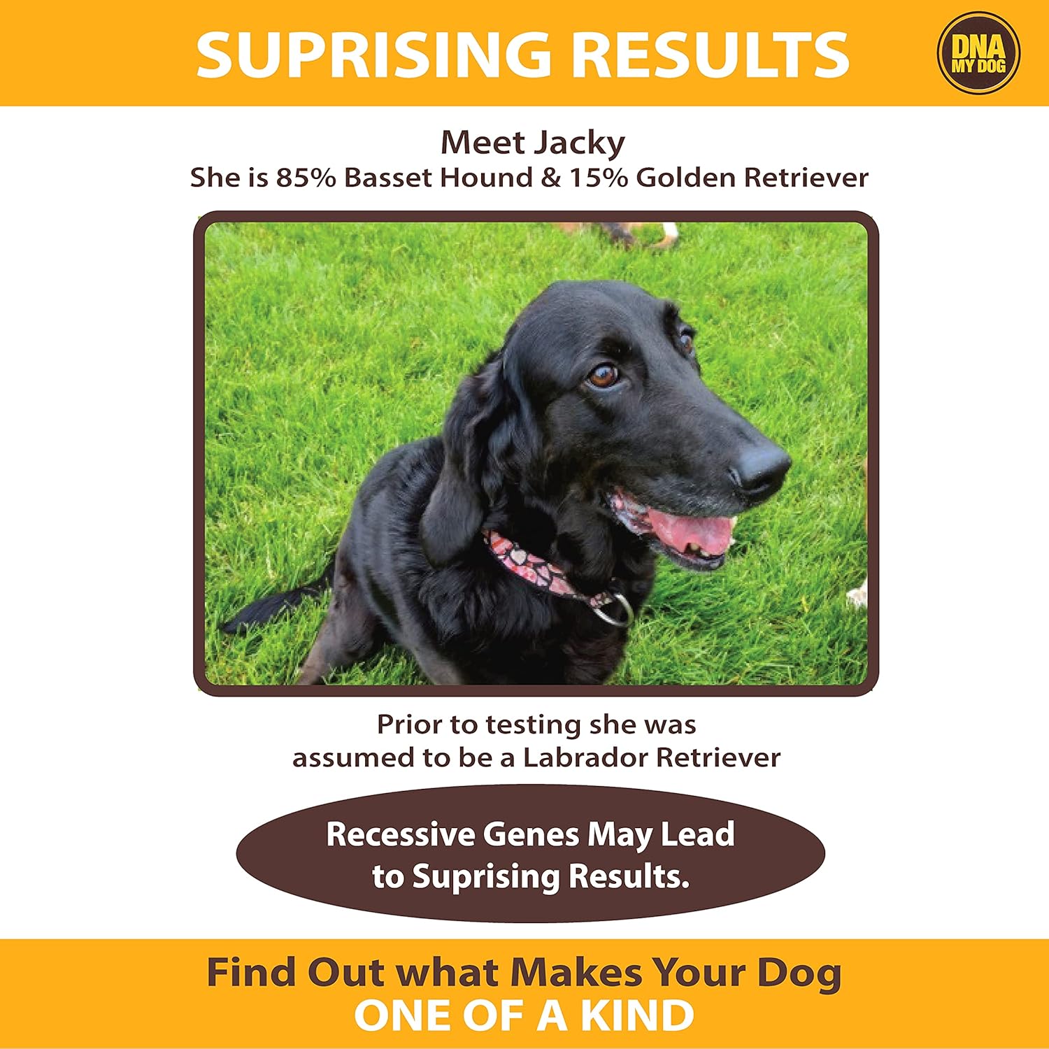 Dna My Dog Canine Breed Identification Test