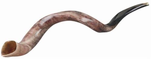 Ben and Jonah Ultimate Judaica Kosher Shofar Yemenite Horns