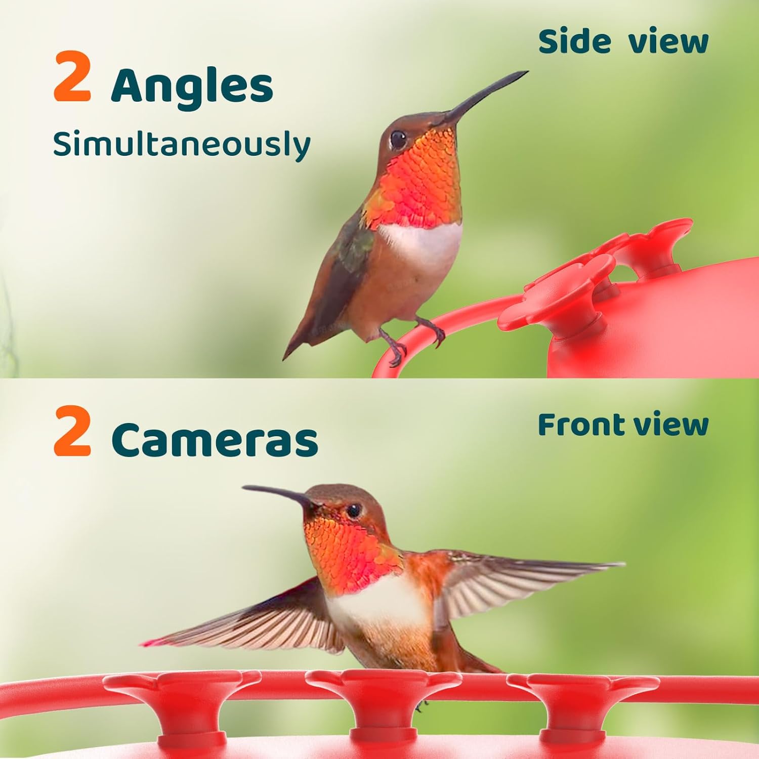 NETVUE Birdfy Hummingbird Feeder with Camera - 2K Dual Smart Cameras Solar Powered, Close-Up Bird Watching, Lifetime-Free AI Identify Hummingbird, Ant Moat & Instant Notifications (20 Ounces)