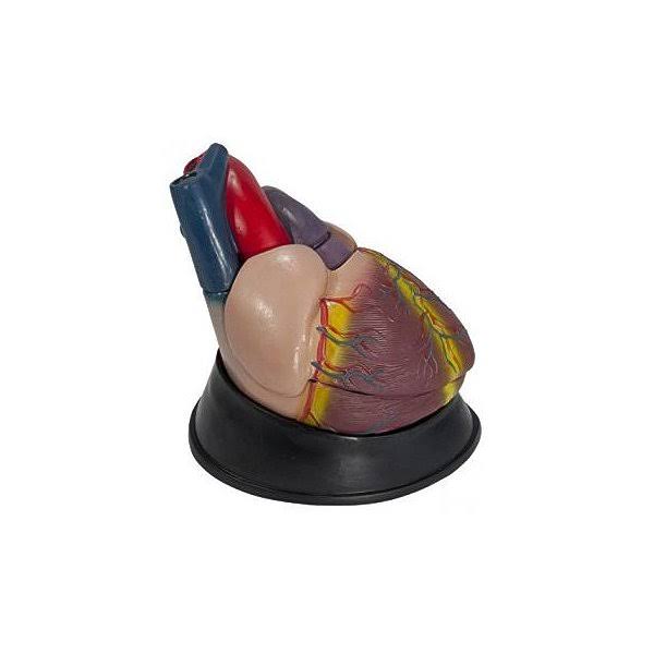Anatomical Chart Budget Jumbo Heart Model