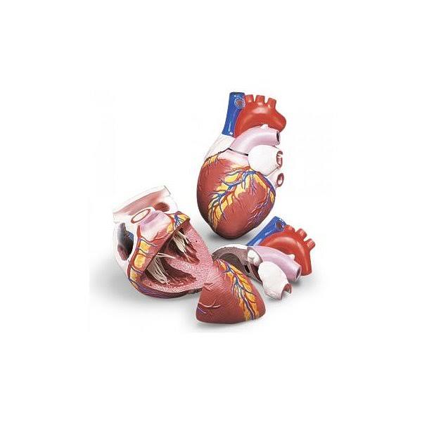 Anatomical Chart Budget Jumbo Heart Model