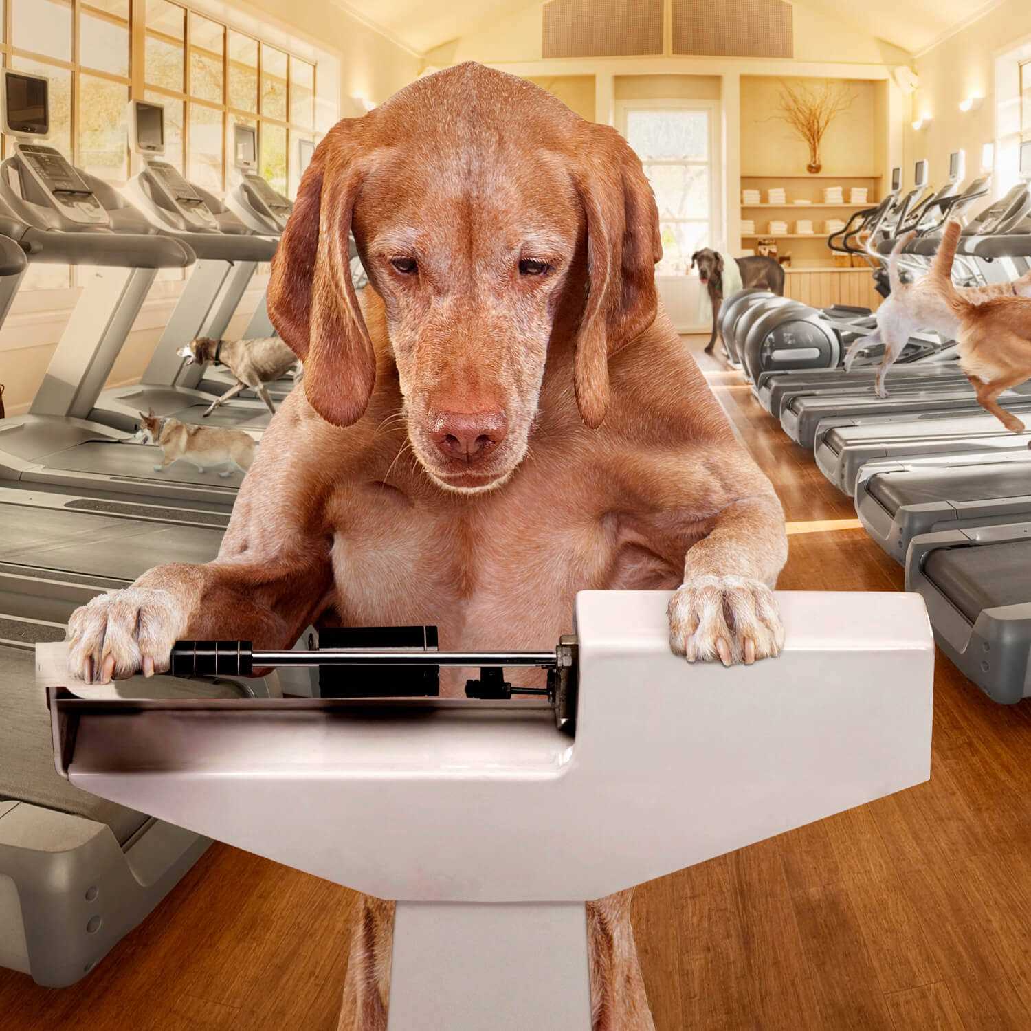 Fromm Gold Dog Food Weight Management - Pet Supplies online store