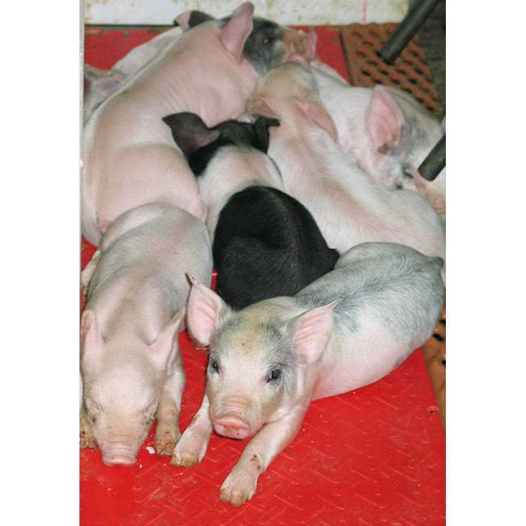 Kane Baby Pig Heat Mat - Pet Supplies online store