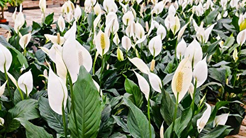 Peace Lily - 5 Live Plants in 6 Inch Pots - Spathiphyllum - Air Cleaning Indoor Houseplant