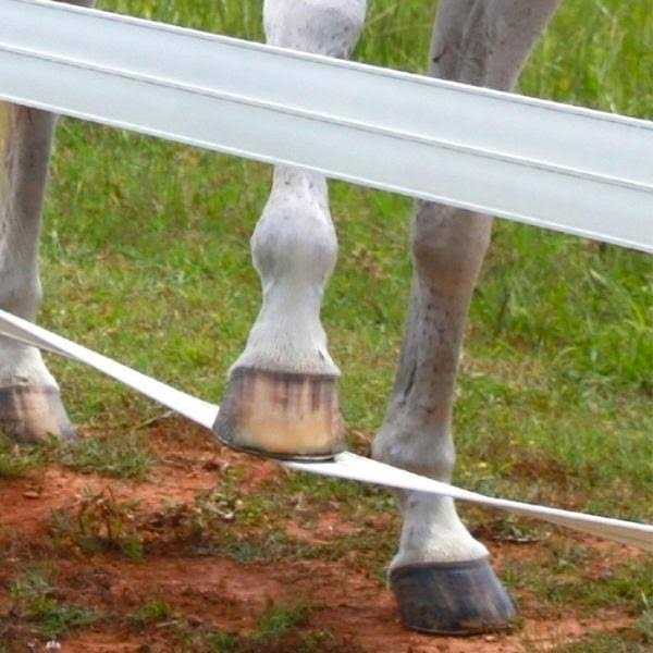 CenFlex 5 in. x Flexible Rail Horse Fence