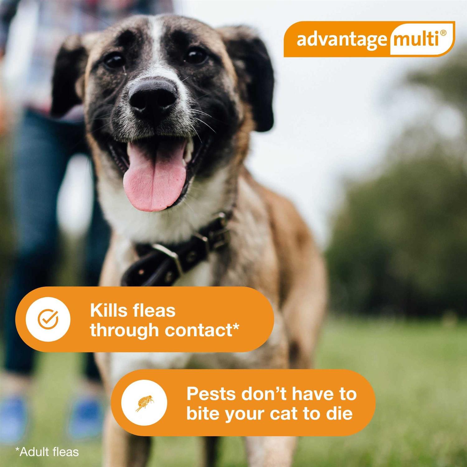 Advantage Multi for Dogs - Pet Supplies online store