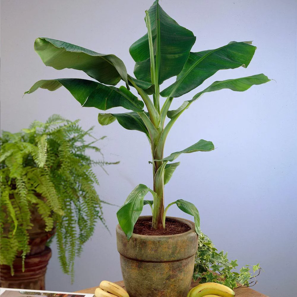 Brighter Blooms - Dwarf Cavendish Banana Tree, 1 Gal. - No Shipping To AZ