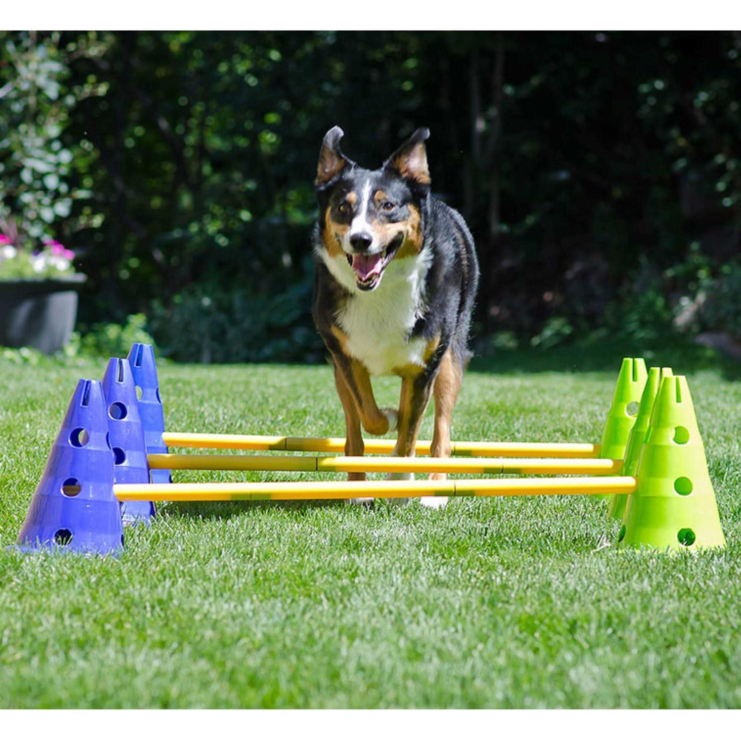 FitPAWS CanineGym Dog Agility Kit - Pet Supplies online store
