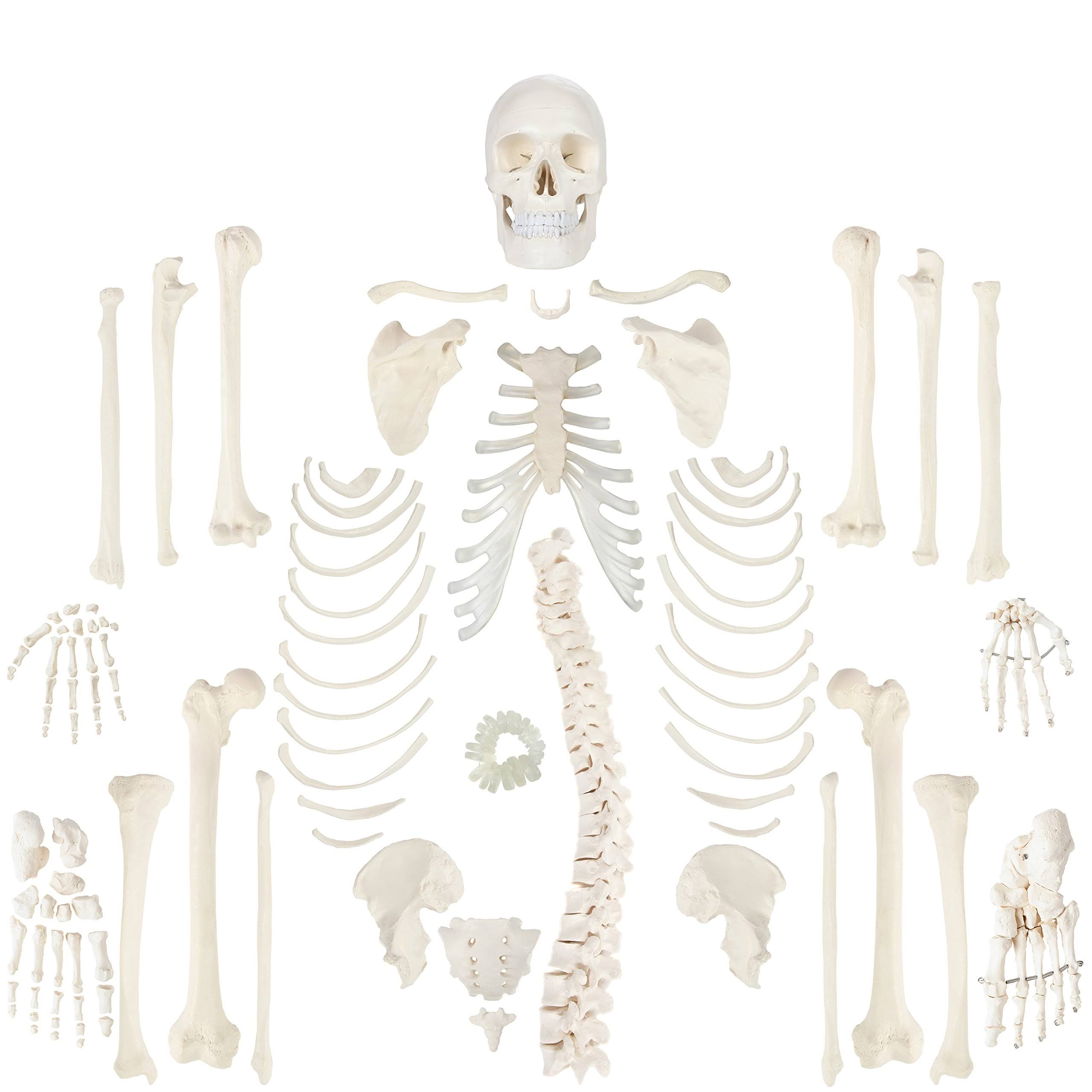 Axis Scientific Complete Disarticulated Human Skeleton Bundle, Includes 3 Part Human Skull, Life Size Bones, Articulated Hand an
