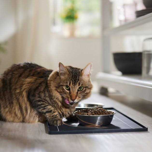 Farmina N&amp;D Prime Grain Free Cat Dry Food Lamb &amp; Blueberry - Pet Supplies online store