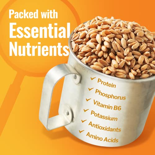 Grand Teton - 100% Organic Hard White Wheat Berries | US-Grown Wheat Berries Bulk | Packaged in 6 Gallon HDPE Pail for Long-Term Storage | 100% Desiccant Free | Certified 100% USDA Organic - 43 lbs