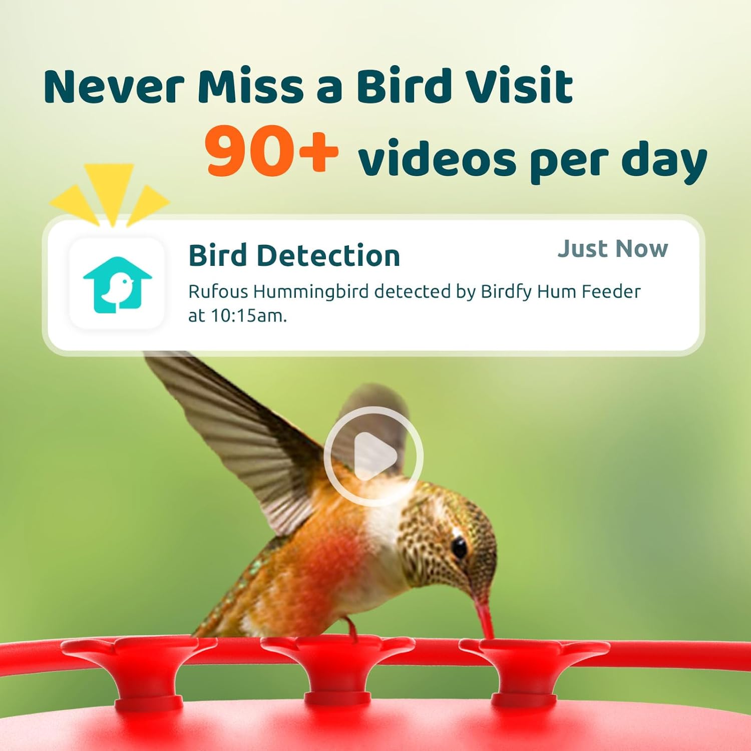 NETVUE Birdfy Hummingbird Feeder with Camera - 2K Dual Smart Cameras Solar Powered, Close-Up Bird Watching, Lifetime-Free AI Identify Hummingbird, Ant Moat & Instant Notifications (20 Ounces)