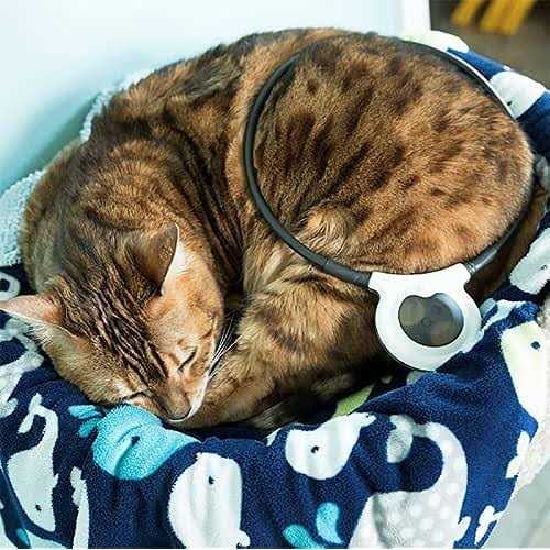 Assisi Loop 2.0 Manual - Pet Supplies online store