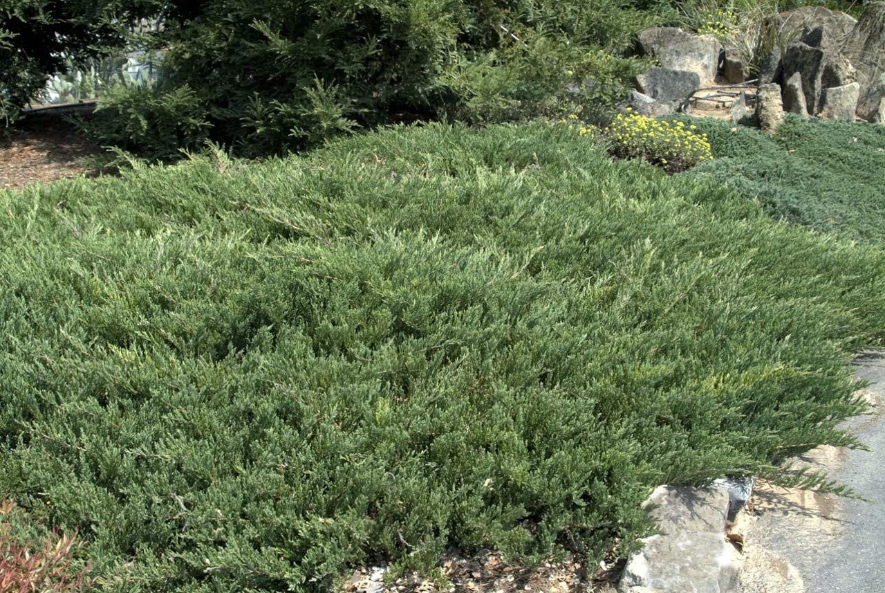 Andorra Compacta Juniper - 15 Live Plants - Evergreen Ground Cover