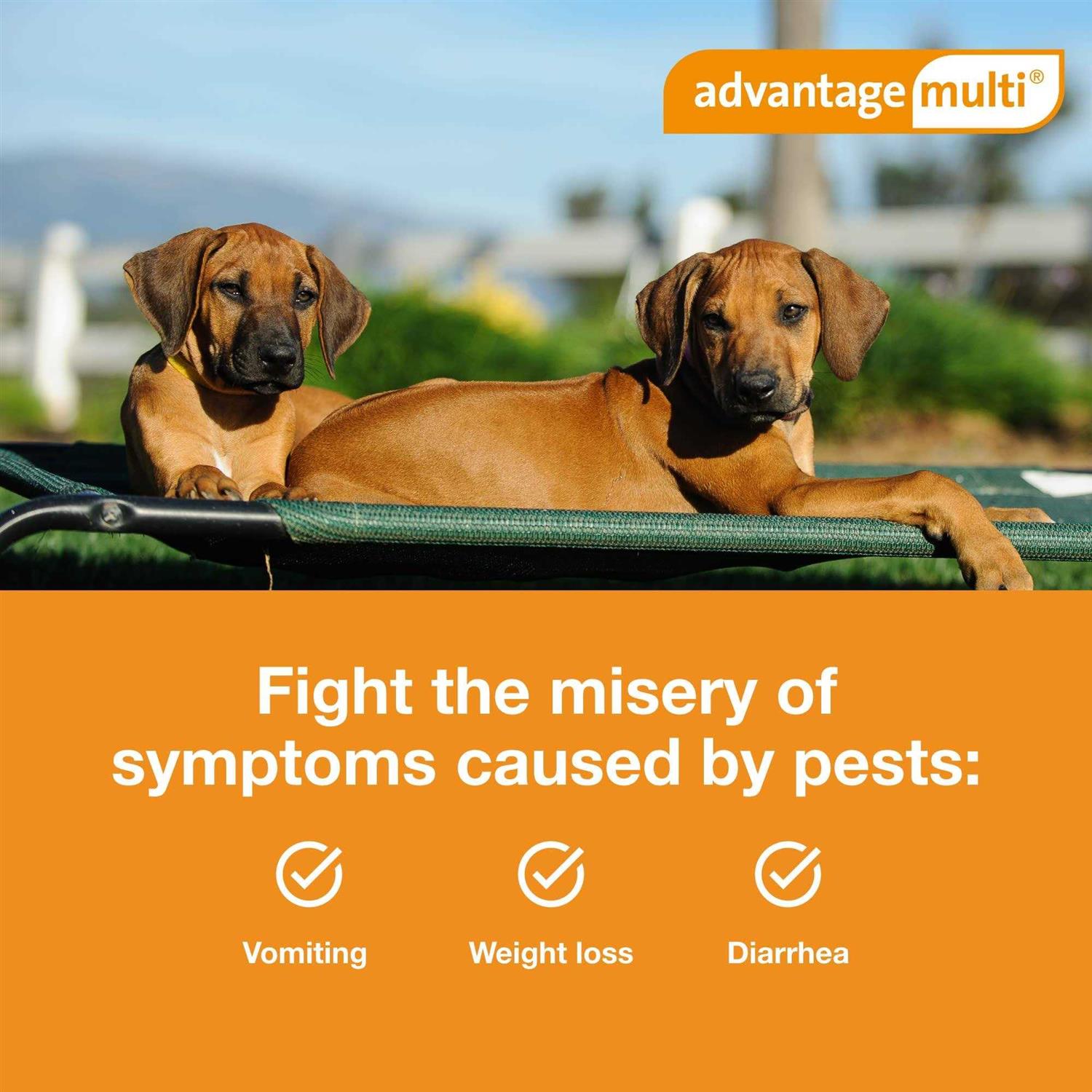 Advantage Multi for Dogs - Pet Supplies online store