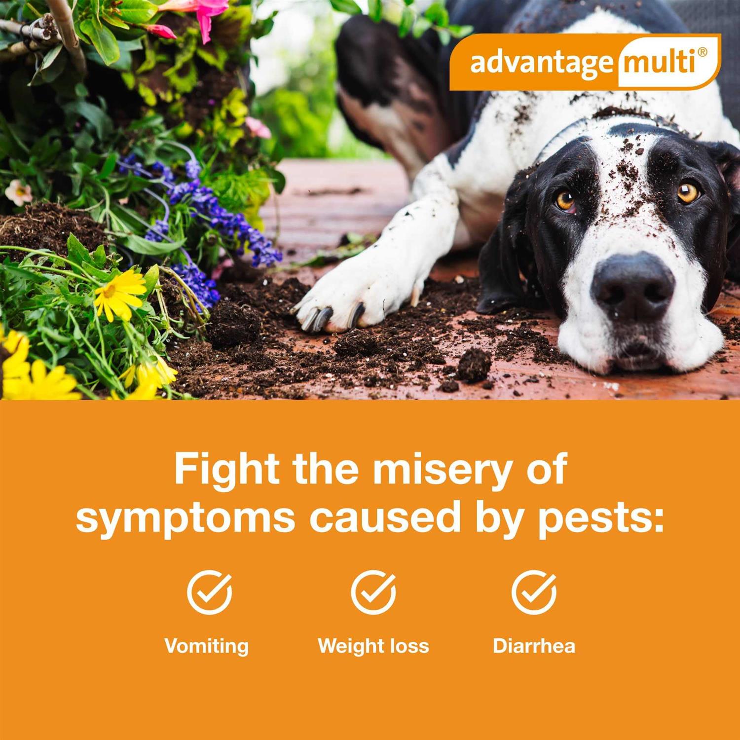 Advantage Multi for Dogs - Pet Supplies online store