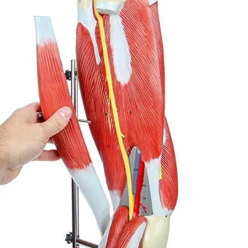 Axis Scientific Leg Model | Muscle Anatomy Model Has 12 Removable Leg Muscles | Muscle Model Details Muscles, Arteries u0026 Vei