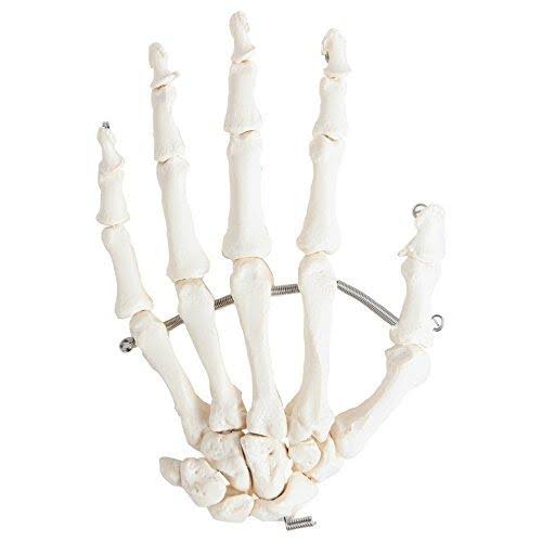 Axis Scientific Complete Disarticulated Human Skeleton Bundle, Includes 3 Part Human Skull, Life Size Bones, Articulated Hand an