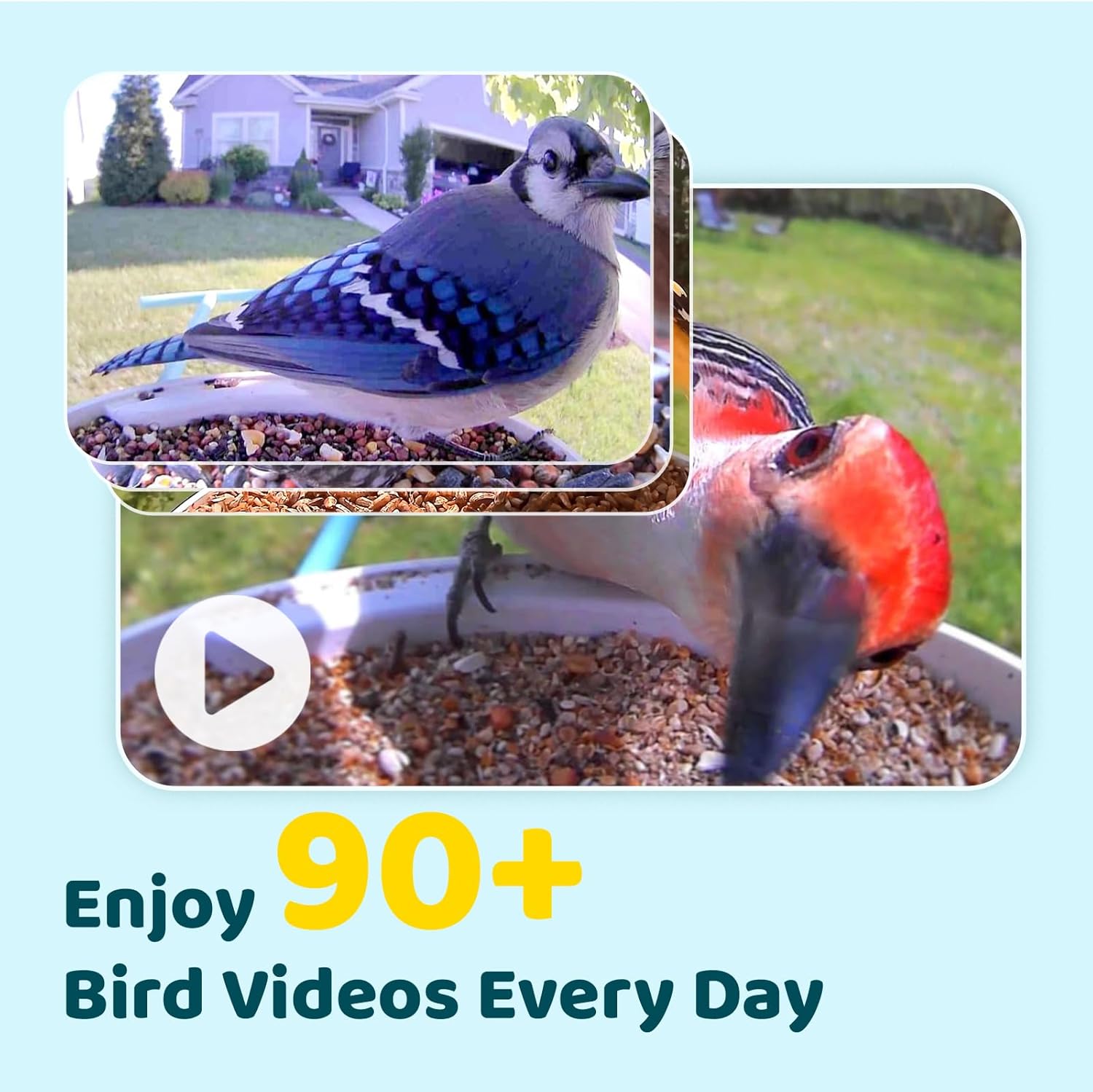 NETVUE Birdfy AI Smart Bird Feeder with Camera + Solar Panel