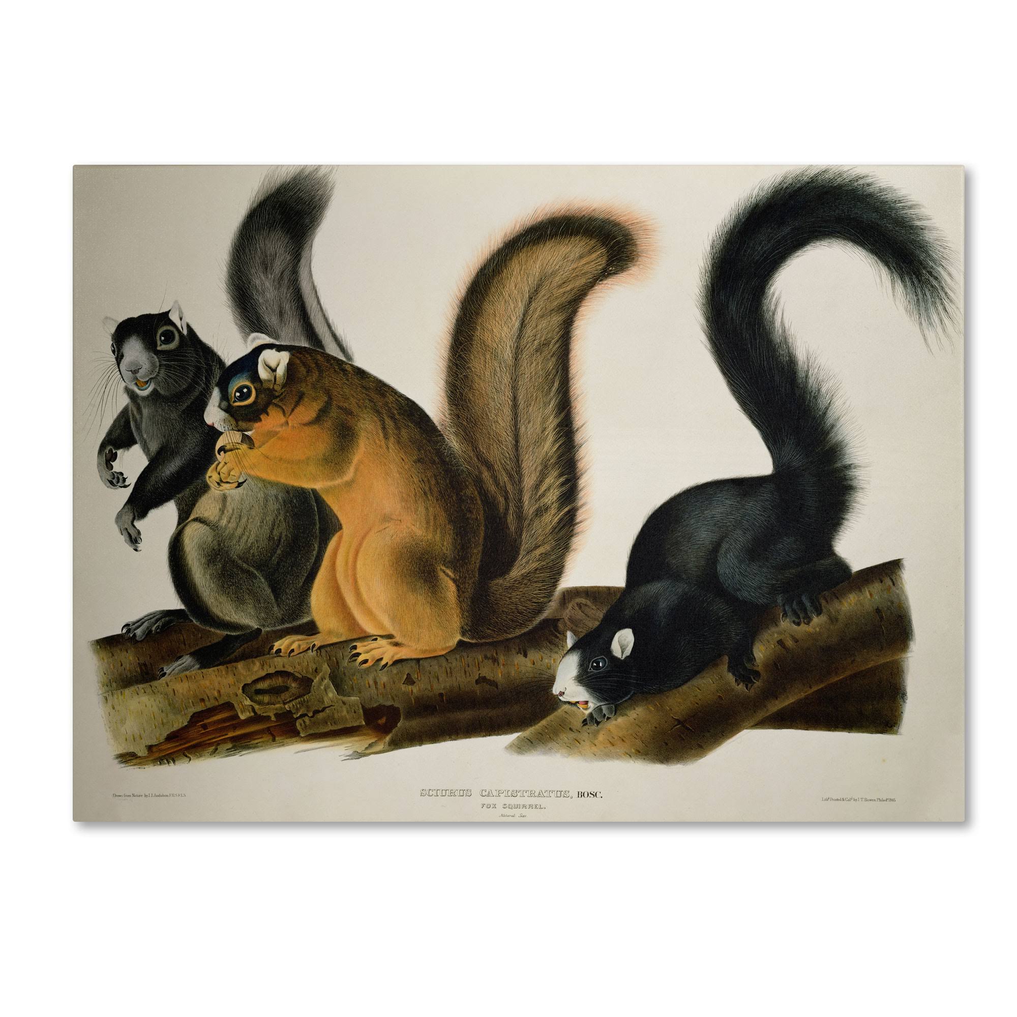 Trademark Global John James Audubon &Fox Squirrel& Canvas Art