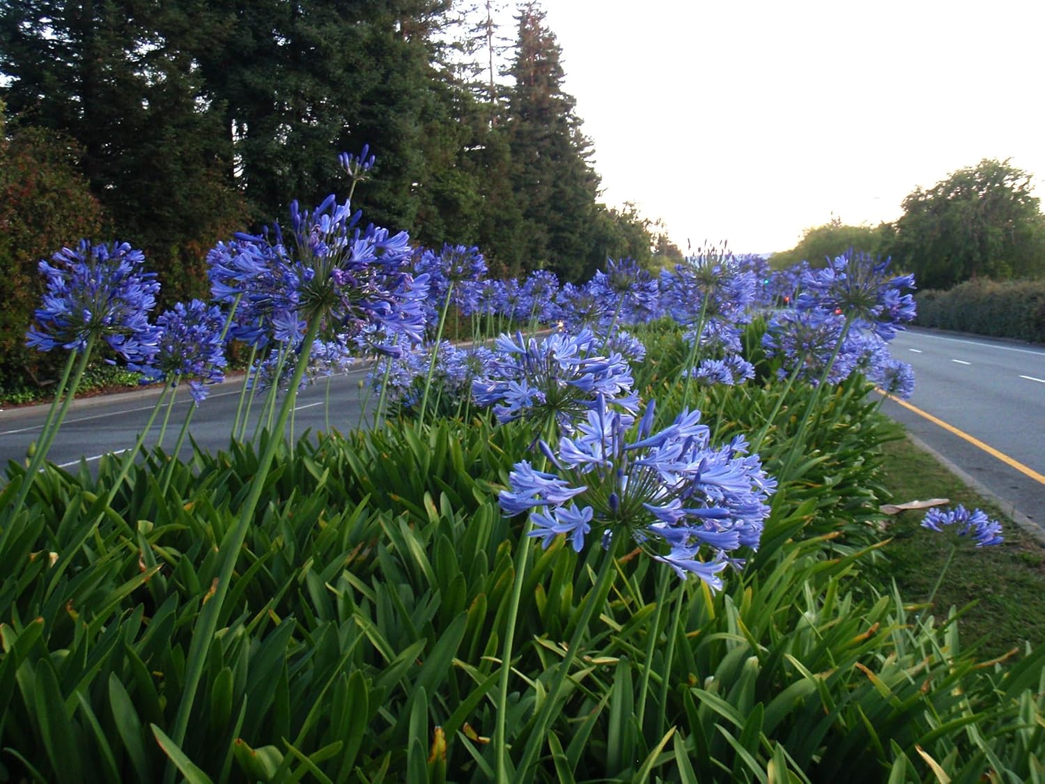 Agapanthus Lily of The Nile - 60 Live Plants - Beautiful Ornamental Blooming Foliage