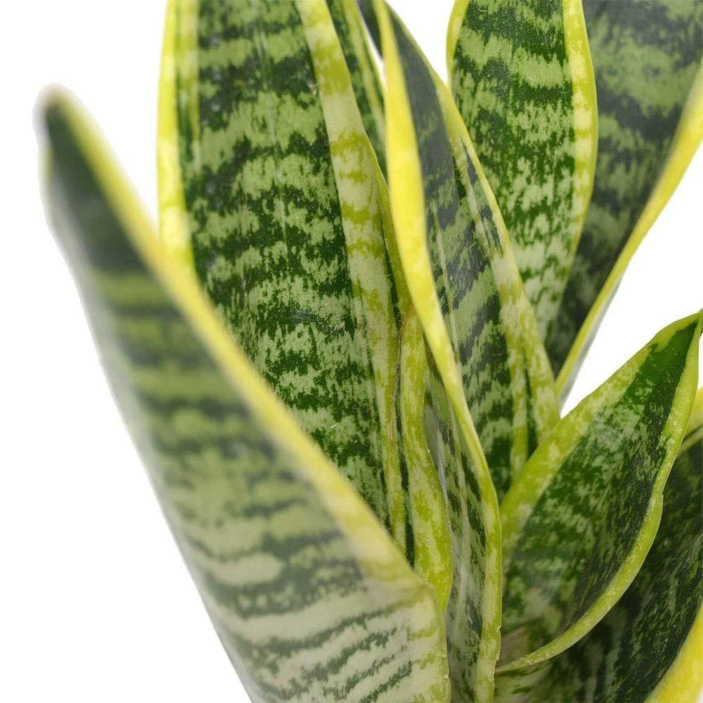 American Plant Exchange Sansevieria Trifasciata Snake Laurentii Live Plant, 6x22 Pot, Green