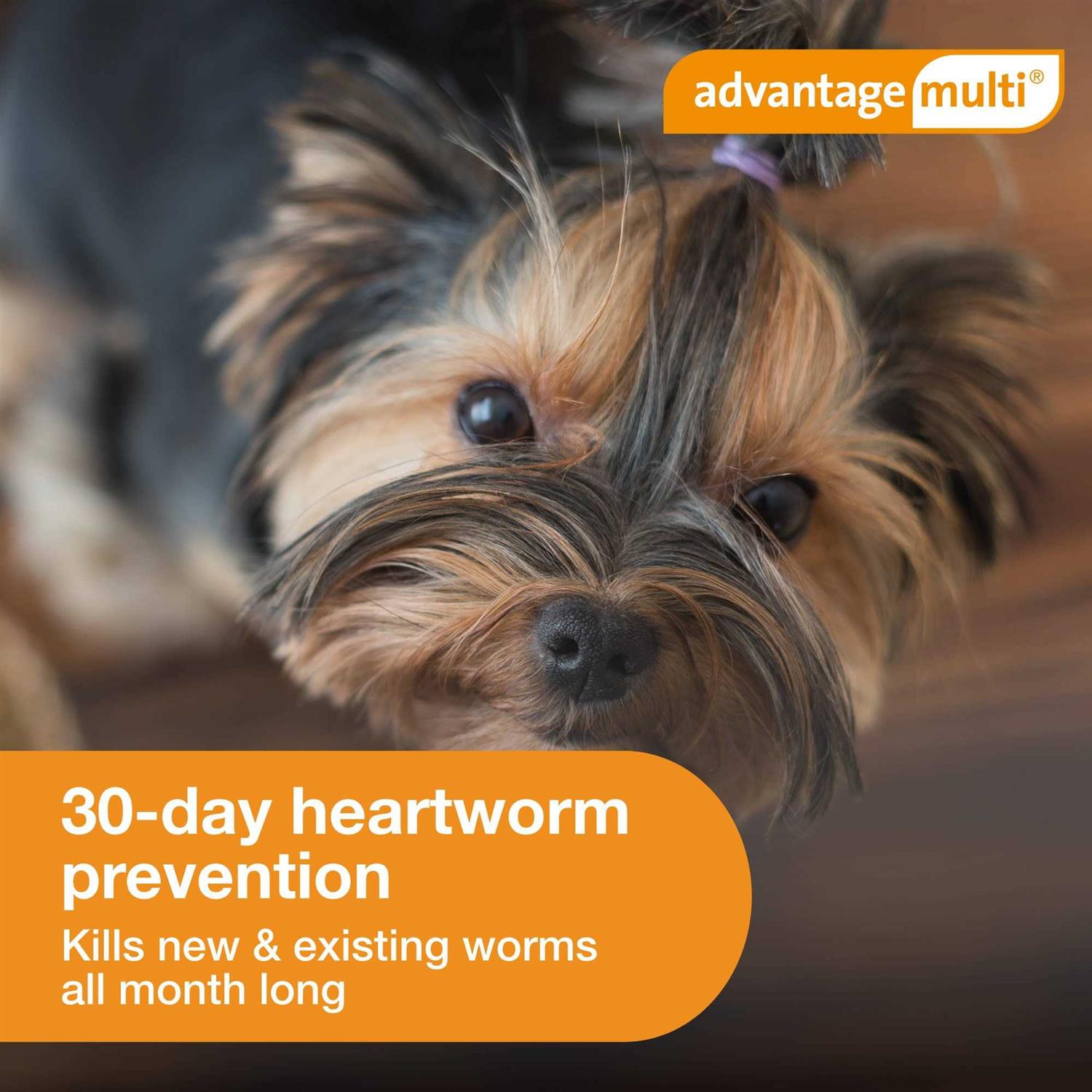 Advantage Multi for Dogs - Pet Supplies online store