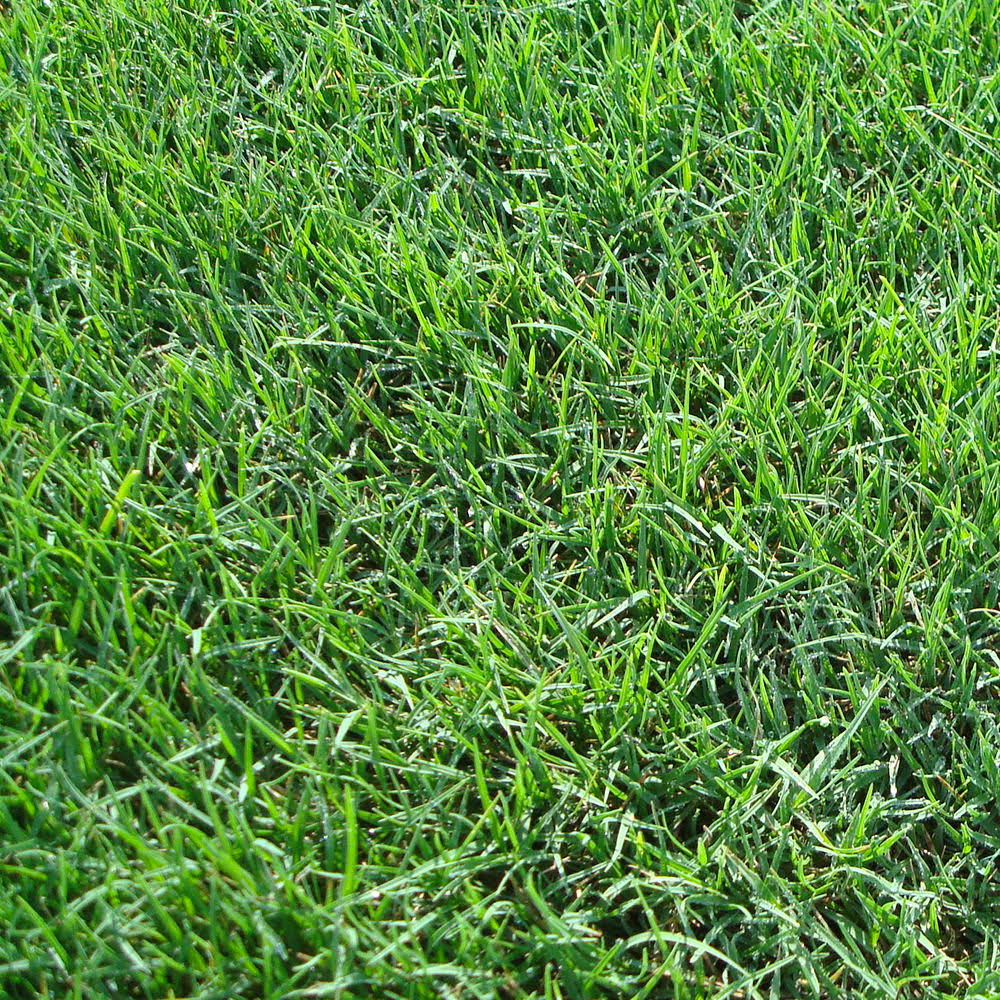 Harmony Brands Bermuda 3x22 Grass Plugs 36 Count