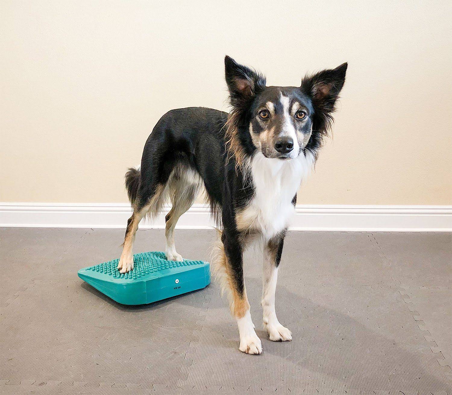 FitPAWS Ramp Up to Fall Canine Fitness Kit