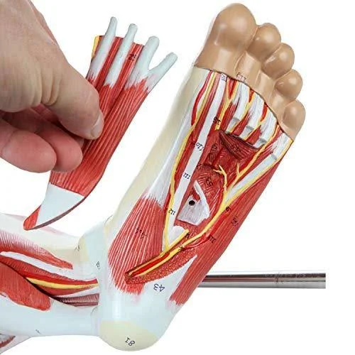 Axis Scientific Leg Model | Muscle Anatomy Model Has 12 Removable Leg Muscles | Muscle Model Details Muscles, Arteries u0026 Vei
