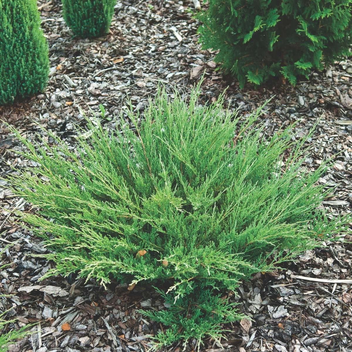 Andorra Compacta Juniper - 15 Live Plants - Evergreen Ground Cover
