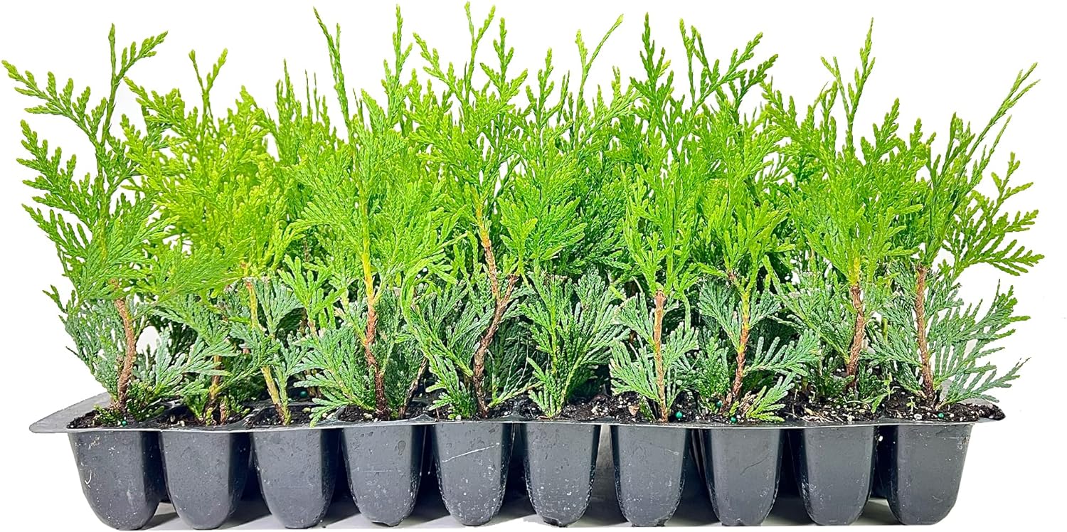Thuja Arborvitae Green Giant Qty 30 Live Trees Evergreen Privacy