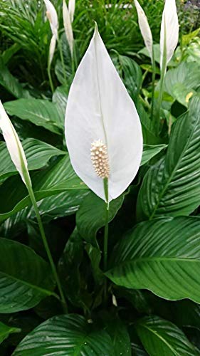 Peace Lily - 5 Live Plants in 6 Inch Pots - Spathiphyllum - Air Cleaning Indoor Houseplant