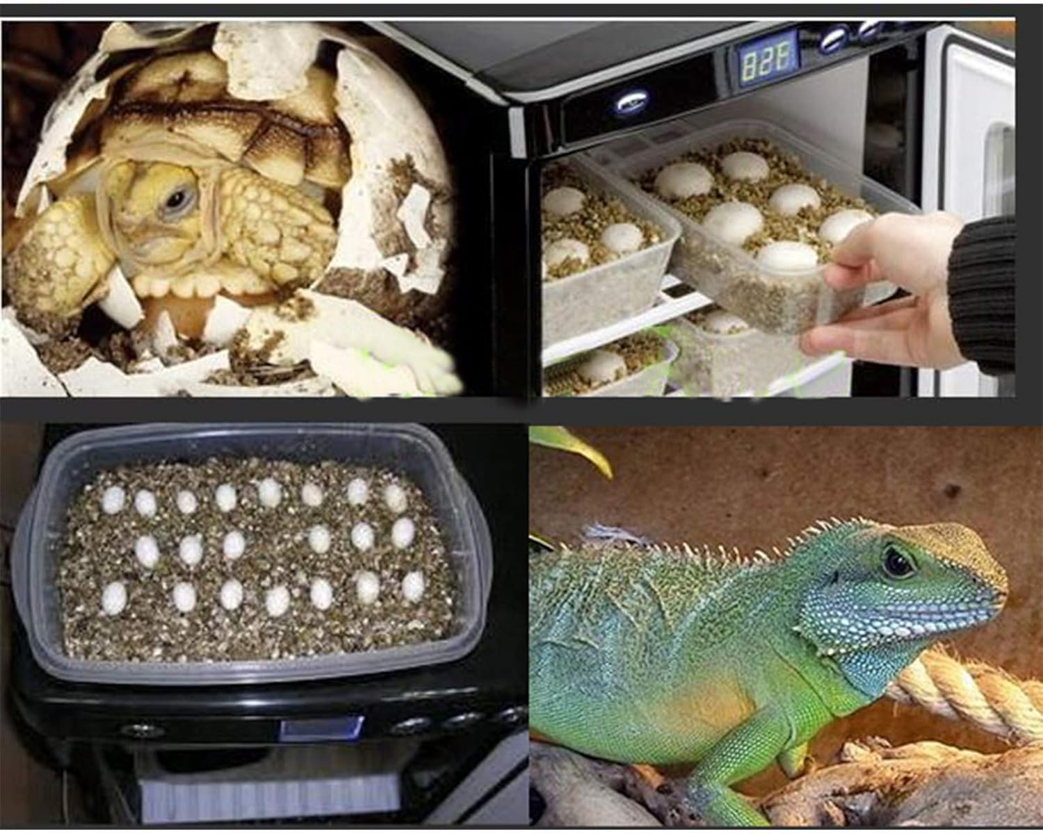 Black Reptile Egg Incubator 25L Capacity Mini Digital Incubator ReptiPro 6000 Portable Reptile Incubator Cabinet Style with Heating and Cooling 5-60°C 12V/110V Work for Small Reptiles