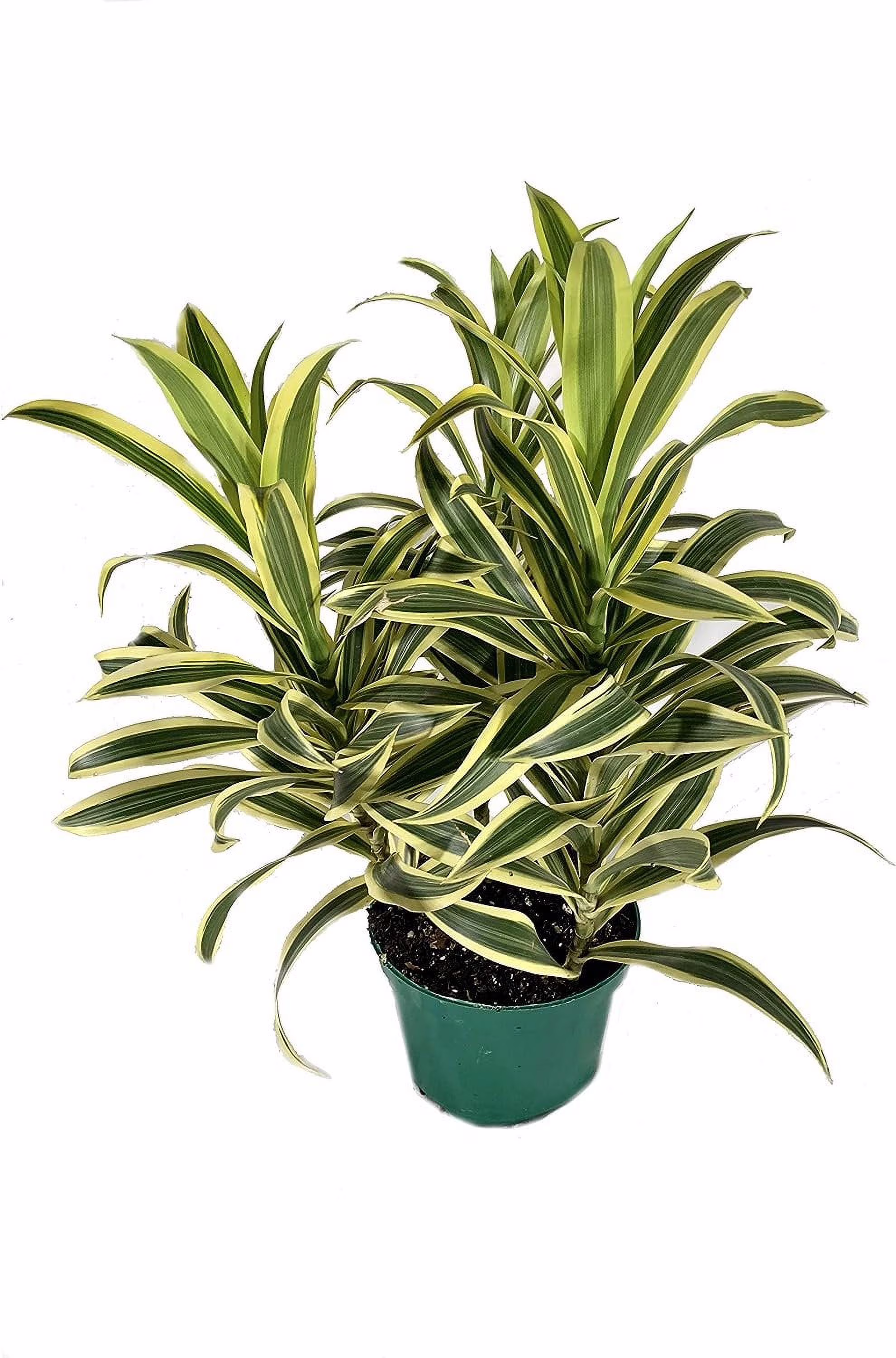 Song of India Plant - Live Plant in a 6 Inch Pot - Dracaena Reflexa - Beautiful Easy to Grow Air Purifying Indoor Plant