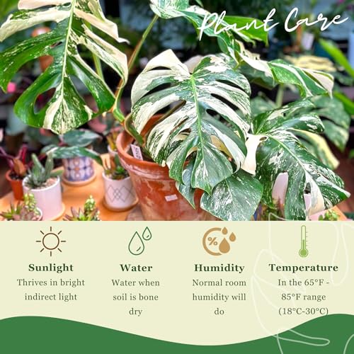 Monstera Albo Plant Live 18-24 Inches - Variegata Leaf Rare Plants Cutting with Roots Highly Variegated Leaves Fenestrations Indoor Houseplant for Home Office Wedding Birthday Gift