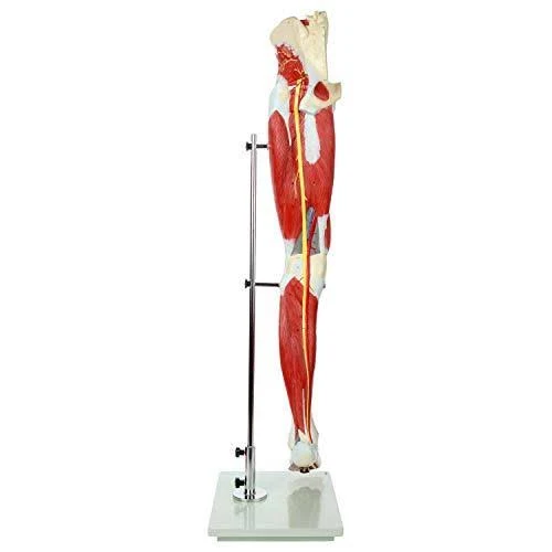 Axis Scientific Leg Model | Muscle Anatomy Model Has 12 Removable Leg Muscles | Muscle Model Details Muscles, Arteries u0026 Vei